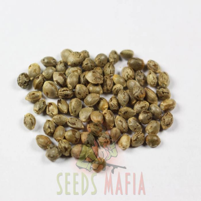 Где купить семена марихуаны в молдове тор браузер https gydra
