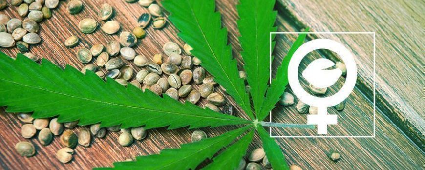 Ce sunt semințele feminizate de cannabis?