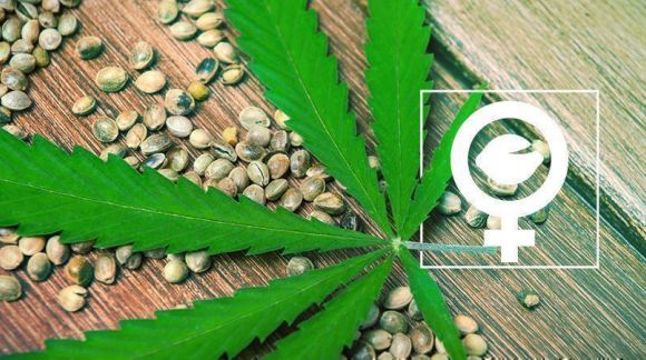 What are feminized cannabis seeds ?