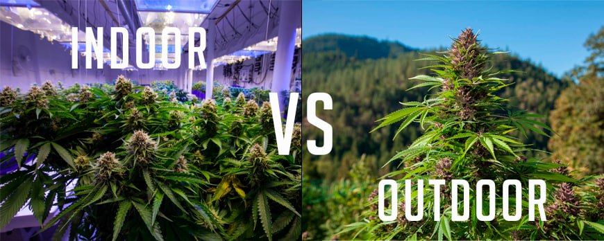 INDOOR vs OUTDOOR Weed: Is One Better Than the Other?