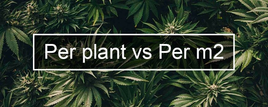 Measuring Yield: Why Do Some Breeders Indicate Grammage of Harvest per M2 and Others per Plant?