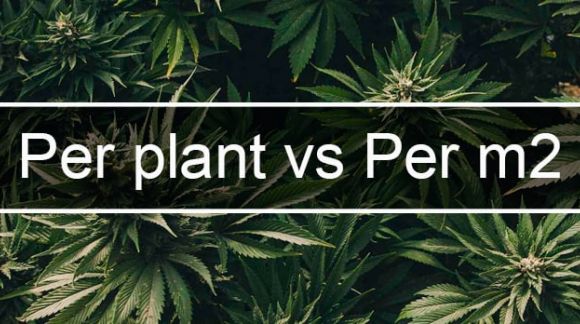 Măsurarea Recoltei: De ce unii crescători de cannabis indică gramajul recoltei pe M2, iar alții - pe plantă?