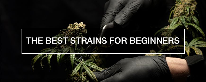 6 of The Best Weed Strains for Beginners