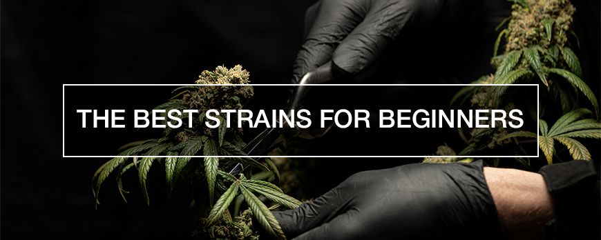 6 Best Strains for Beginners