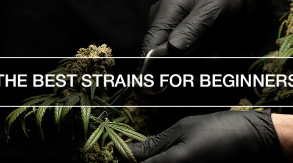 6 Najboljih Sorti Marihuane za Početnike