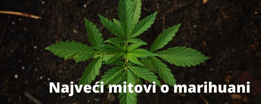 NAJVEĆI MITOVI O MARIHUANI