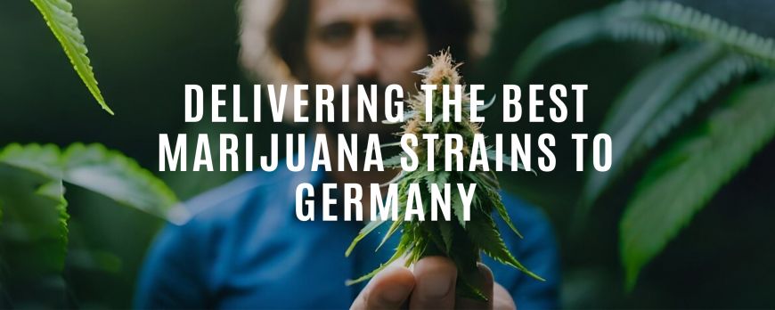 Доставка на най-добрите сортове марихуана в Германия