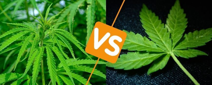                                                                         SATIVA VS INDICA