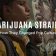 Soiurile de Marijuana: Cum acestea au schimbat cultura pop