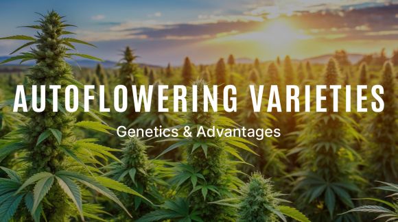 Autoflowering Varieties – Genetics & Advantages