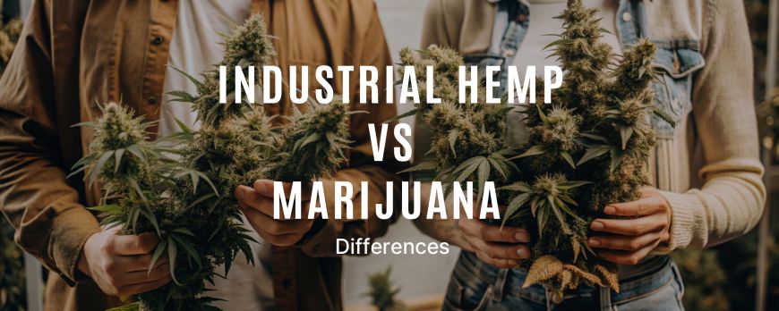 Cânepa industrială vs Marijuana – Diferențe