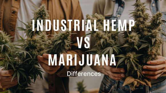 Industrijska konoplja vs Marihuana – Razlike