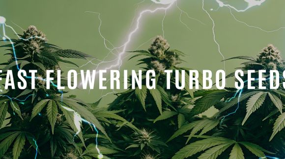 Turbo Seeds – Extra Fast-Growing Seeds at Seeds Mafia