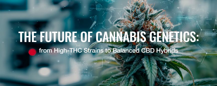 A kannabiszgenetika jövője: a magas THC-tartalmú fajtáktól a kiegyensúlyozott CBD-hibridekig