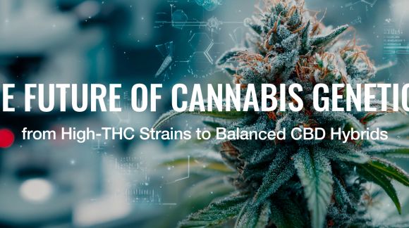 The Future of Cannabis Genetics: From High-THC Strains to Balanced CBD Hybrids