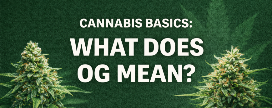 CANNABIS BASICS: WHAT DOES OG MEAN?