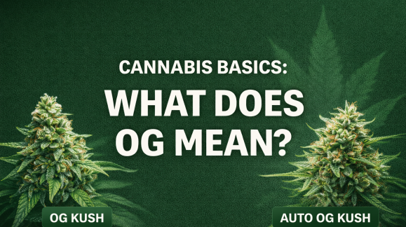 CANNABIS BASICS: WHAT DOES OG MEAN?