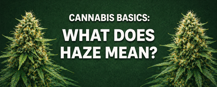 CANNABIS BASICS: WHAT DOES HAZE MEAN?