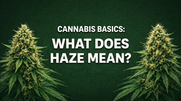 CANNABIS BASICS: WHAT DOES HAZE MEAN?