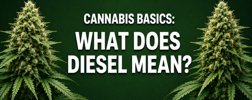 CANNABIS BASICS: WHAT DOES DIESEL MEAN?