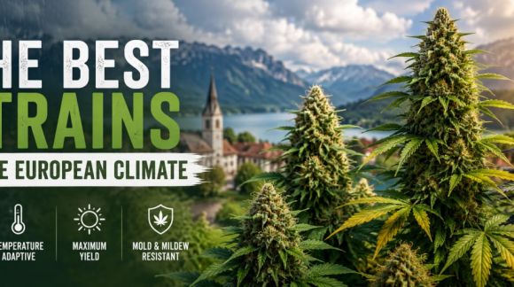 The Best Strains for the European Climate | Seeds Mafia