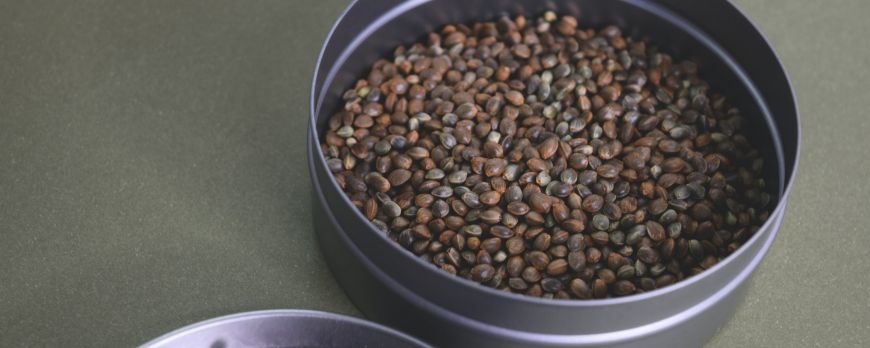 HEALTH BENEFITS OF CONSUMING CANNABIS SEEDS