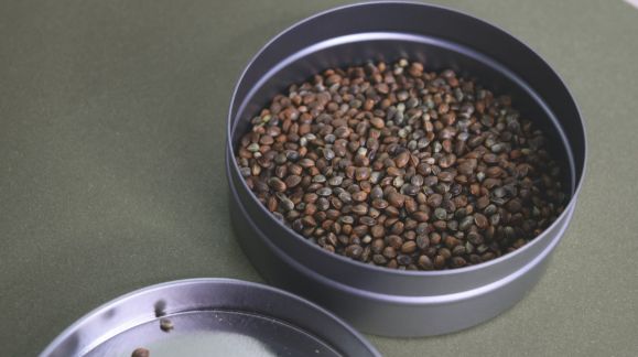 Health benefits from the consumption of cannabis seeds
